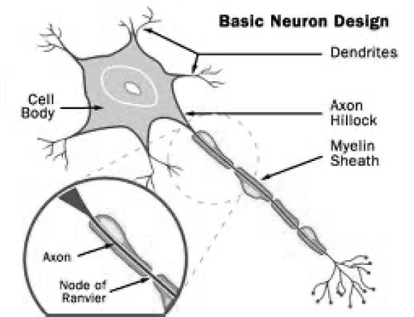 Multiple Sclerosis - Basic Neuron Design